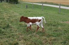 Hubbells Royal Crown 44 x Slow Poke 78 bull calf