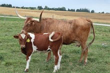 Calf from Cahill Sweet'n Sassy 211